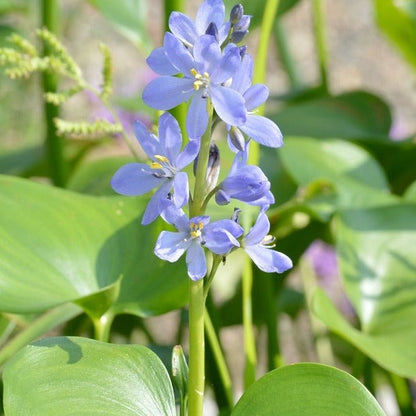 ミズアオイ　ネックレス